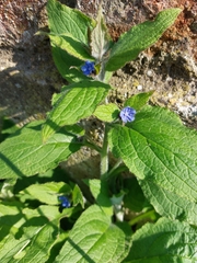 Pentaglottis sempervirens