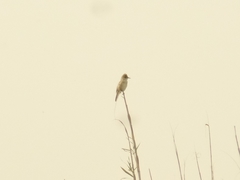 Acrocephalus stentoreus