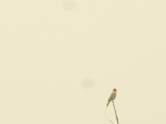 Acrocephalus stentoreus