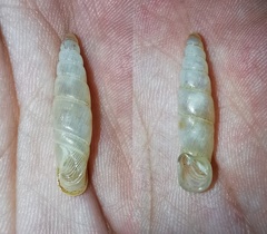 Synprosphyma vulpina