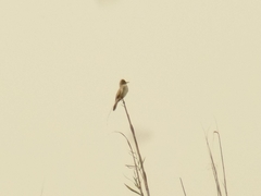 Acrocephalus stentoreus