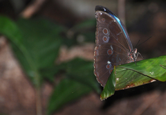 Morpho menelaus