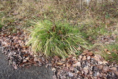 Sesleria