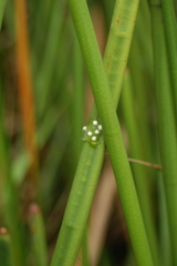 Hyperolius tuberilinguis