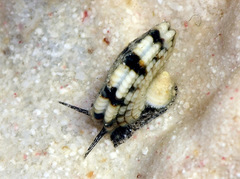 Heliacus variegatus