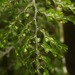 Hymenophyllum sanguinolentum - Photo (c) Mike Lusk, algunos derechos reservados (CC BY-NC), uploaded by Mike Lusk