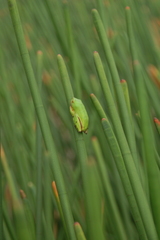 Hyperolius tuberilinguis