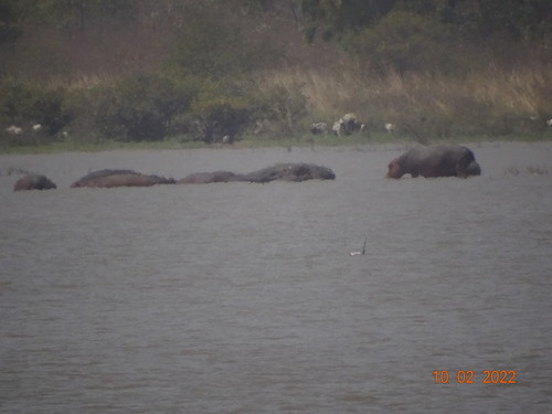 Common Hippopotamus
