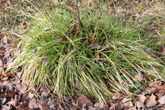 Sesleria