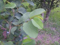 Annona senegalensis senegalensis
