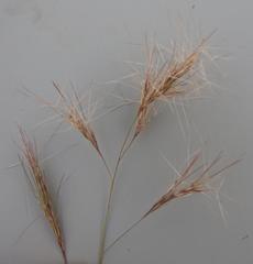 Aristida congesta barbicollis
