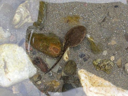 Greek frog, photo 6 of 7