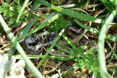 Lycia florentina