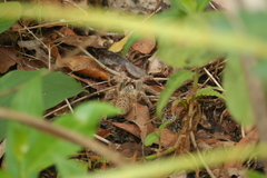 Pterinochilus murinus