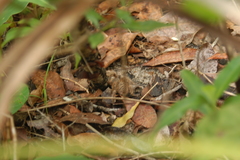 Pterinochilus murinus