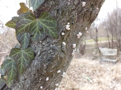 Schizophyllum commune