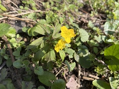 Anemonoides ranunculoides