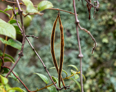 Elytropus chilensis