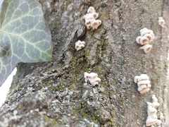 Schizophyllum commune