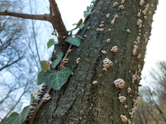 Schizophyllum commune