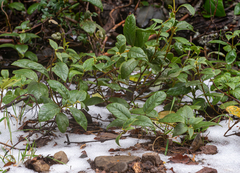 Elytropus chilensis
