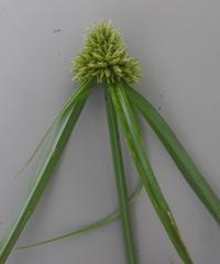 Cyperus austroafricanus