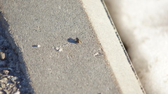 Chilothorax