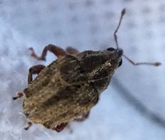 Trichosirocalus troglodytes