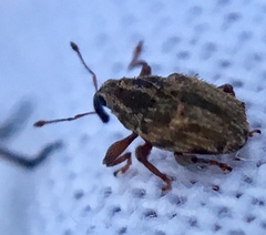 Trichosirocalus troglodytes