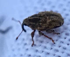 Trichosirocalus troglodytes