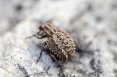 Brachycerus muricatus