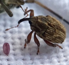 Trichosirocalus troglodytes