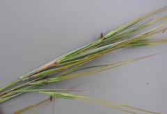 Hyperthelia dissoluta