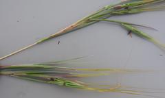 Hyperthelia dissoluta