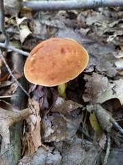 Aureoboletus roxanae