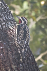 Sphyrapicus varius