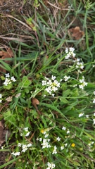 Calepina irregularis