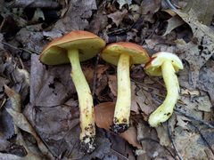 Aureoboletus roxanae
