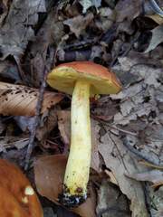 Aureoboletus roxanae