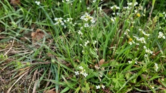 Calepina irregularis