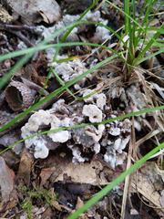 Thelephora americana