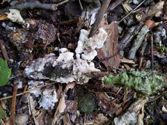 Thelephora americana