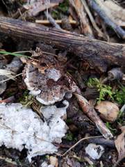 Thelephora americana