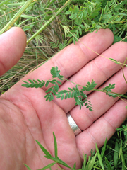 Hoffmannseggia tenella