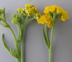 Nidorella auriculata