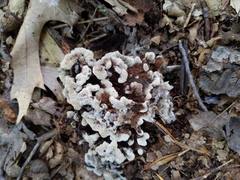 Thelephora americana