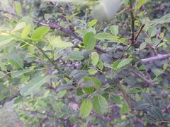 Phyllanthus reticulatus reticulatus