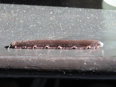 Pachyiulus oenologus