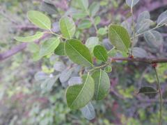 Phyllanthus reticulatus reticulatus