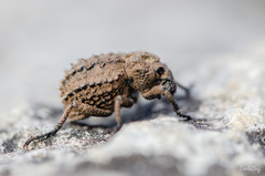 Brachycerus muricatus